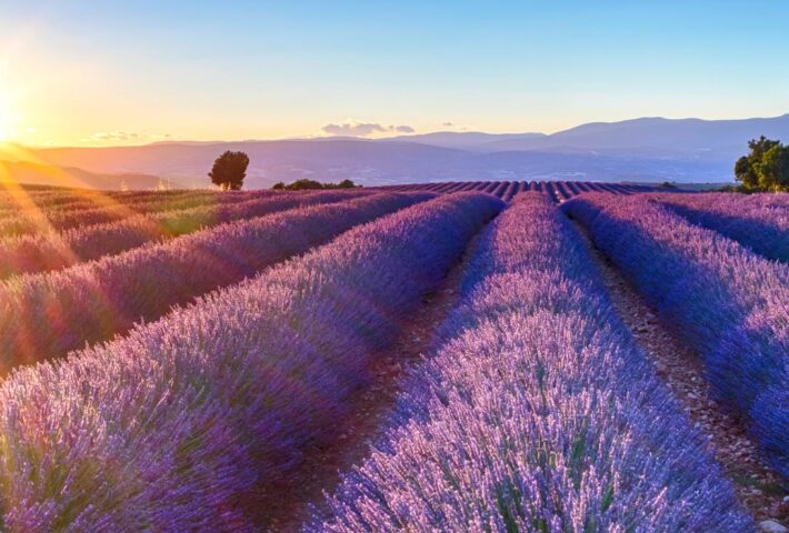 Excursión Campos de Lavanda de Brihuega – 29 de Junio