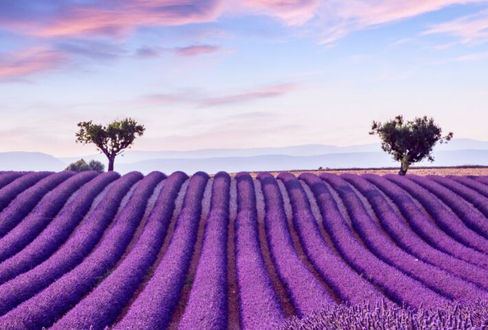 Excursion to Brihuega Lavender Fields – July 6th