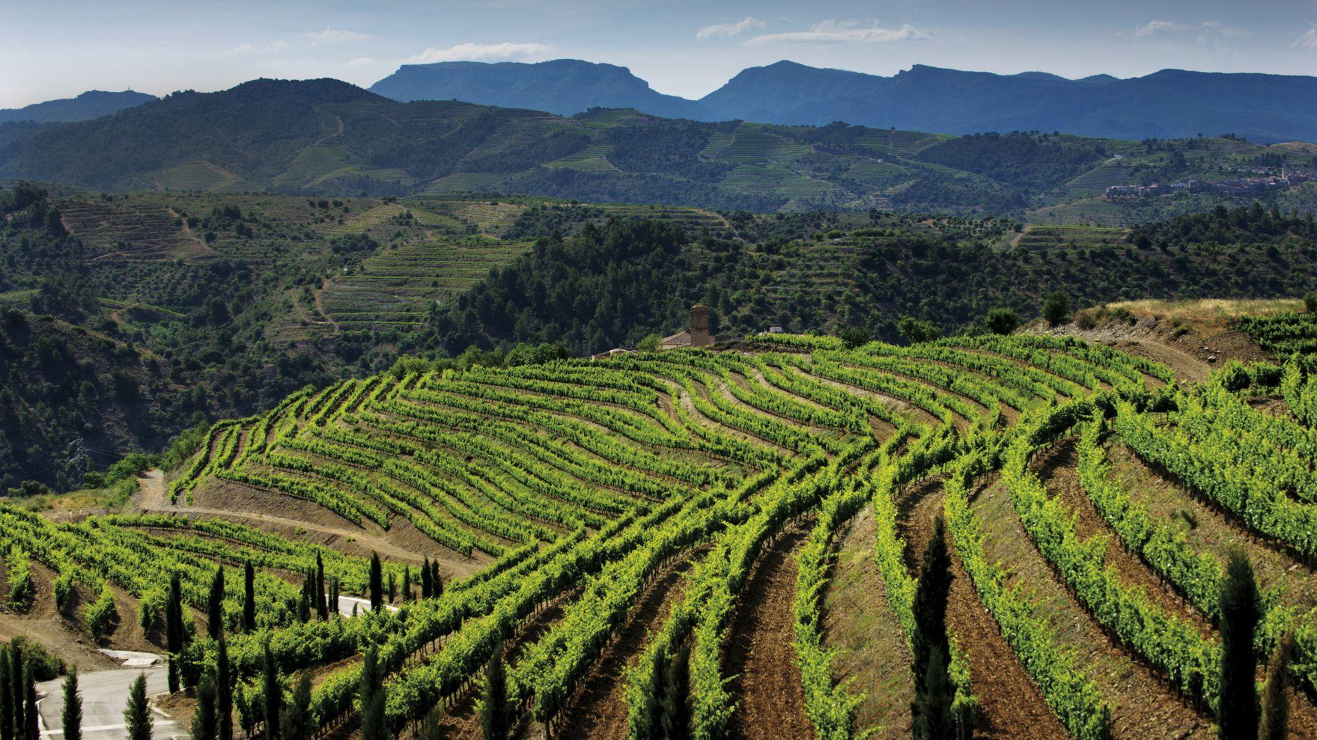 The Best Wine Regions in Spain