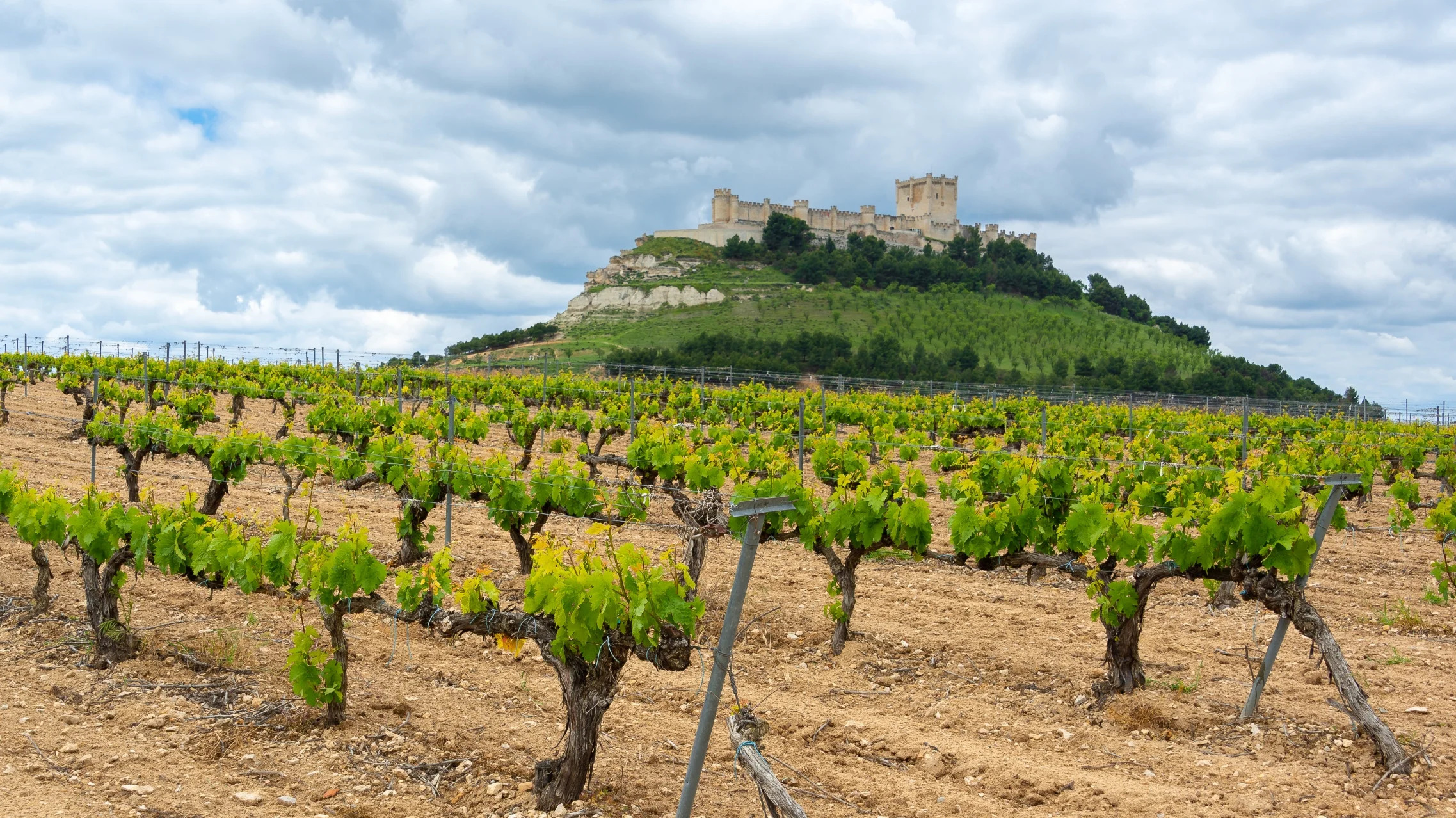 The Best Wine Regions in Spain